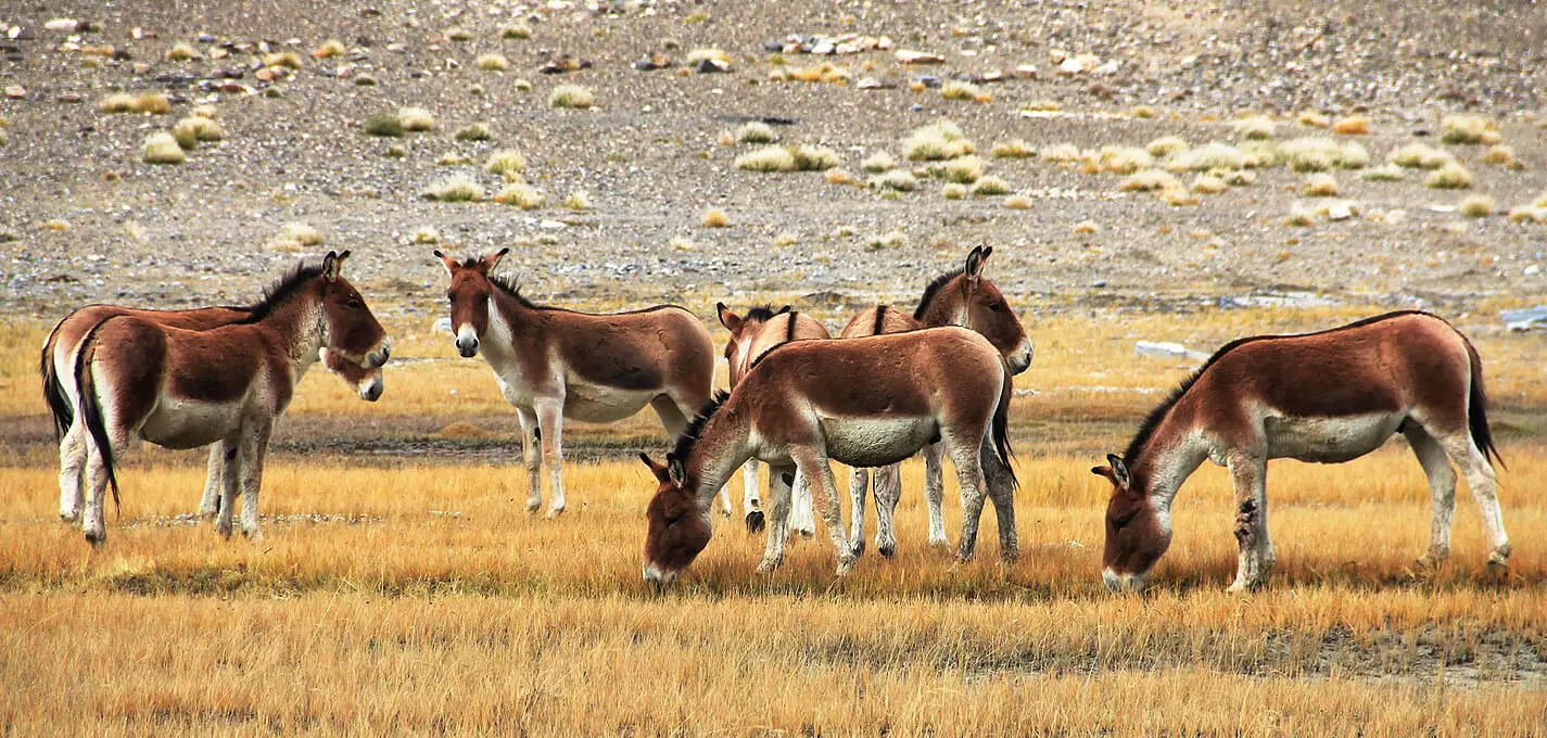 Jewel of Ladakh